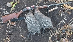 caza cuba guineas