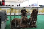 Feria del Perro Archidona