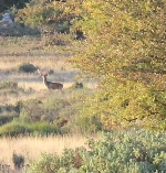 La Ronca del Gamo