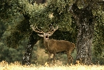 Venado adulto berrea