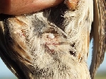 Cloaca de una Codorniz comun (Coturnix coturnix) macho con espuma seminal