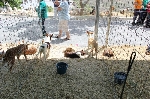 Feria del perro  Moclinejo