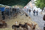 Feria del perro  Moclinejo