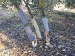 Daños conejo en tronco de olivo