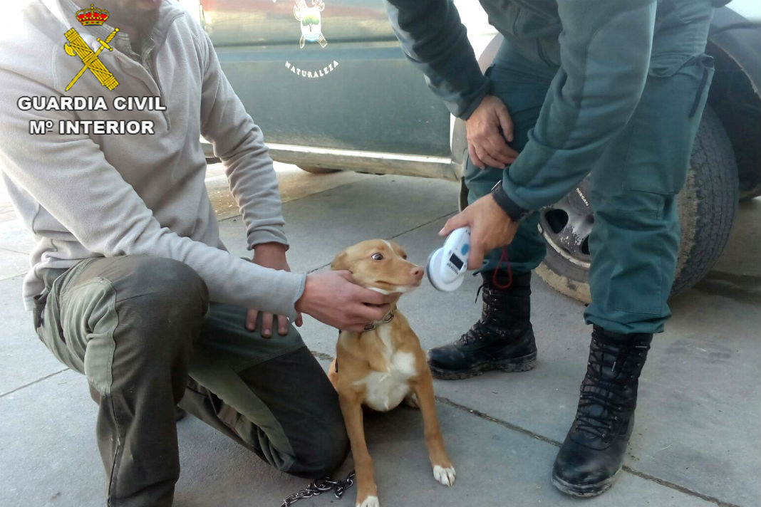 La Guardia Civil recupera 29 perros de caza que fueron robados