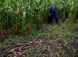 Unións Agrarias critica la falta de pagos por los daños causados por el jabalí en Viana