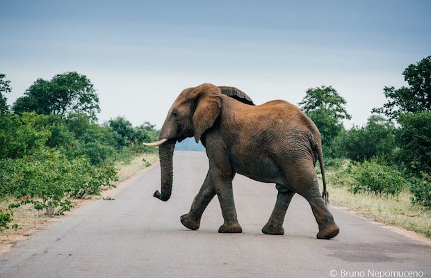 Alarma en el parque nacional Kruger de Sudáfrica por la caza furtiva de elefantes