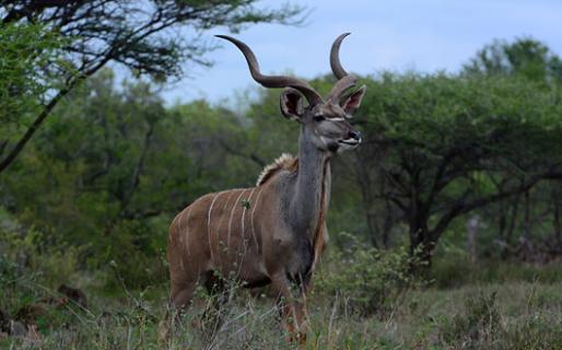 Hacienda echa el lazo a los cazadores de safaris