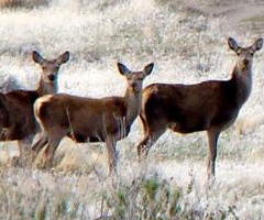 Brigada Rural sorprendió a tres cazadores furtivos con ciervo despostado