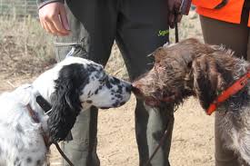 La RFEC solicita a la DG de Derechos de los Animales participar en la elaboración de la Ley estatal de Bienestar Animal