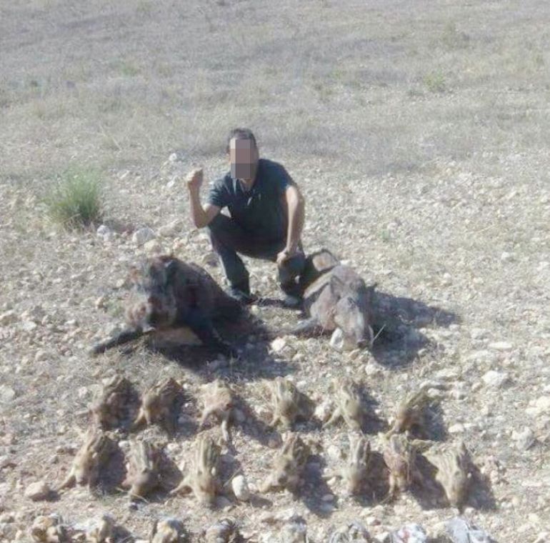 Denunciadas 5 personas por caza ilegal de hembras y crías de jabalí tras publicar fotos de sus capturas
