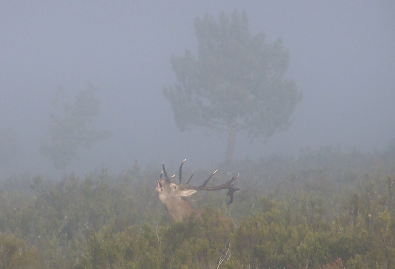 Los ingresos por caza de lobos, ciervos y corzos suben el 3% en la Reserva de la Sierra de la Culebra