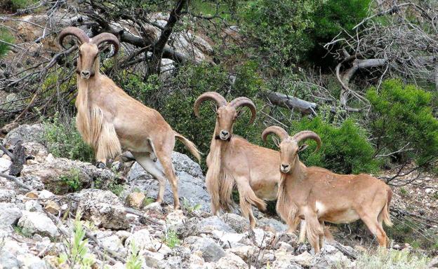 Un estudio del CSIC en Almería cuestiona la inclusión de una especie en el catálogo español de exóticas invasoras