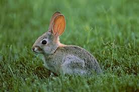 La superpoblación de conejos amenaza con arrasar los cultivos de 15 municipios de Murcia