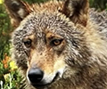 El Tribunal Supremo avala el Plan de Gestión del Lobo en Cantabria de 2019