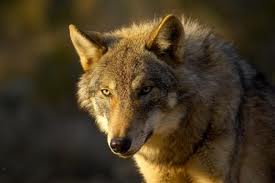 Exigen que la presencia del lobo se circunscriba a la Reserva de la Sierra de la Culebra