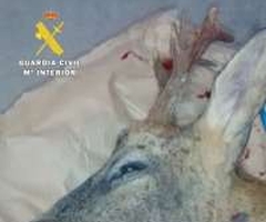 Imputado un cazador en Burgos por abatir un corzo sin autorización