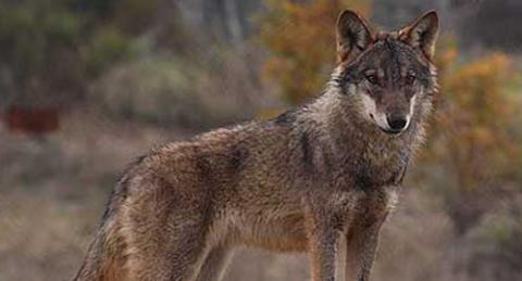 Ganaderos onubenses se oponen a la reintroducción del lobo ibérico en Sierra Morena