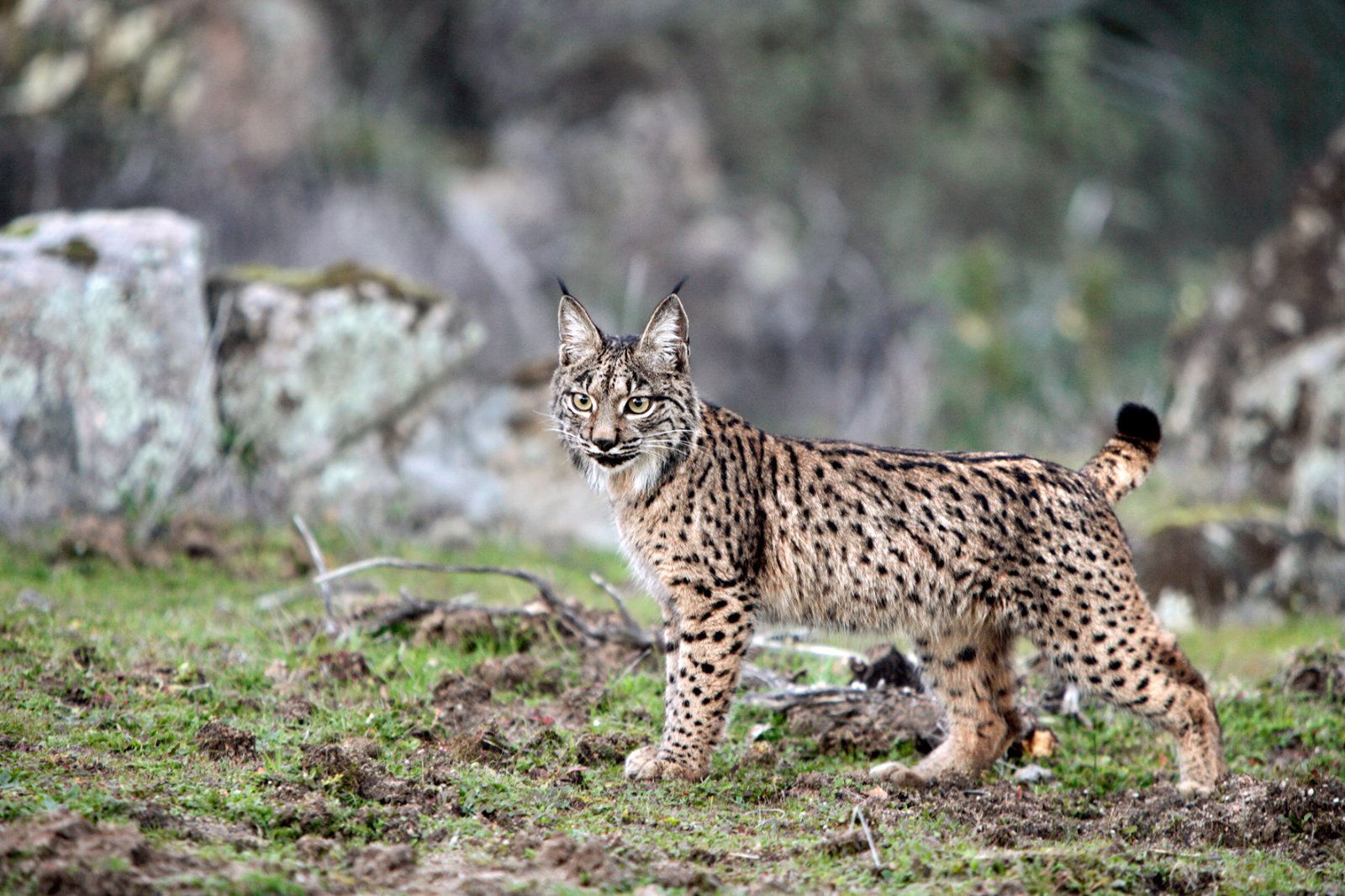 El proyecto europeo del lince pide cautela a cazadores por riesgo de disparos accidentales al cazar perdiz con reclamo