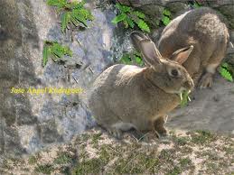 Asaja-Aproca prevé abundancia de conejo y grandes dudas con la perdiz