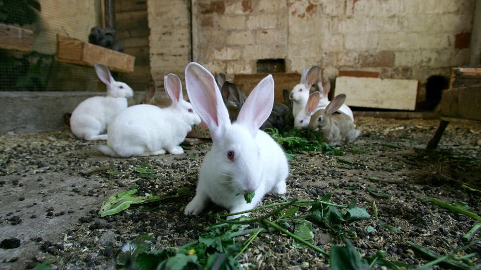 Mueren 100 crías de conejos de una granja después de que animalistas  'liberaran' a sus madres - Noticias  - Tu portal de Caza y  Pesca en Internet
