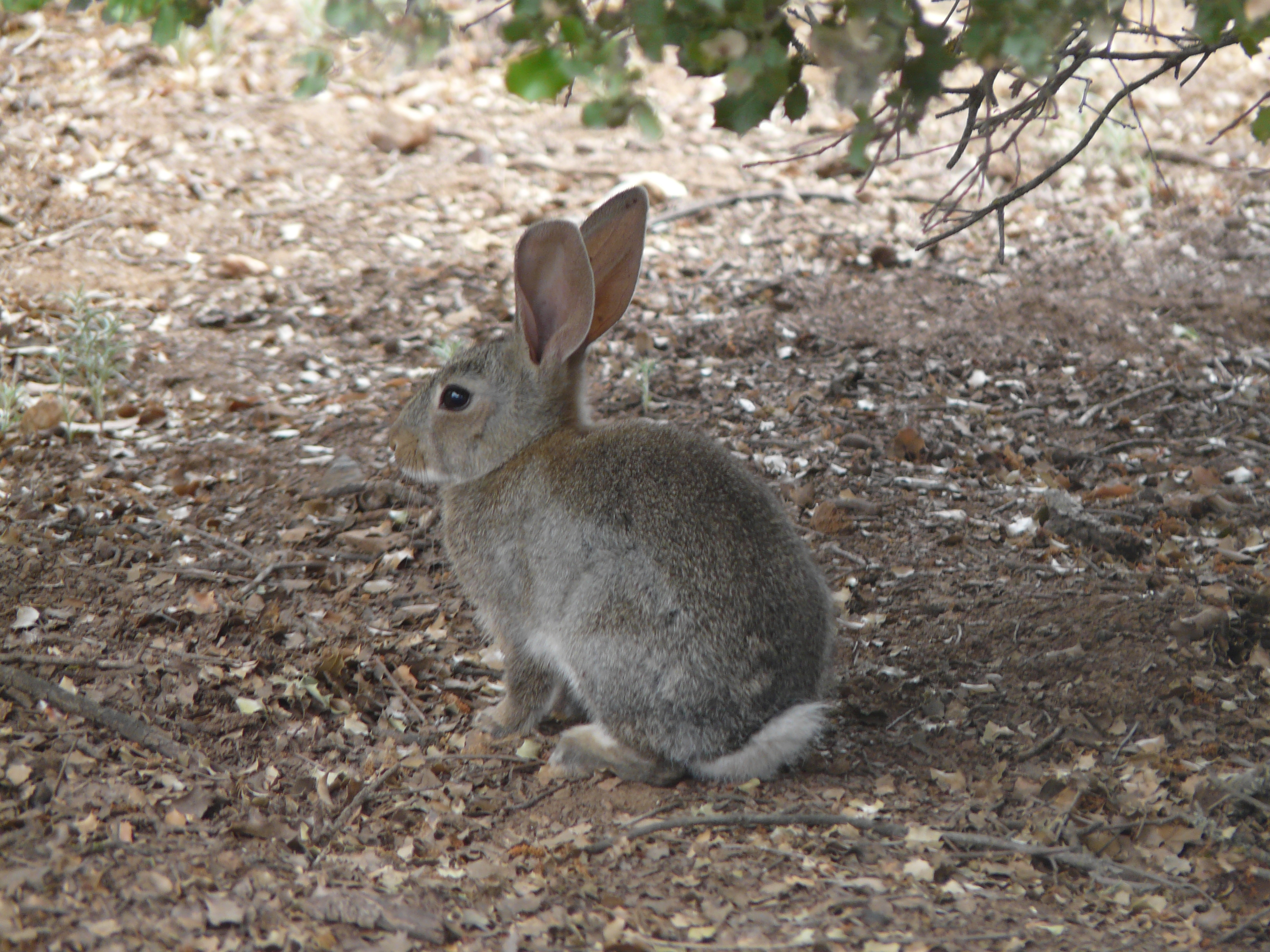 Sociedades de cazadores de CLM analizarán la situación actual de la plaga conejos