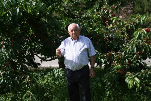 Los agricultores hurdanos se quejan del daño que los corzos hacen en los plantíos de cerezos