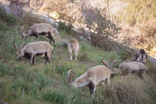 La Federación de Caza reclama al Consell medidas "inmediatas" contra la sobrepoblación de cabras montesas en Castellón
