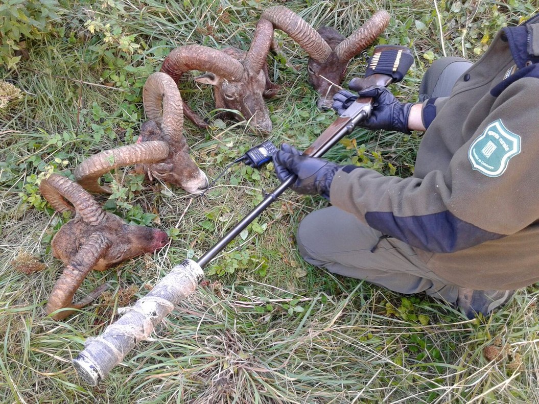 Denunciada una red de cazadores furtivos en el Pirineo de Lleida