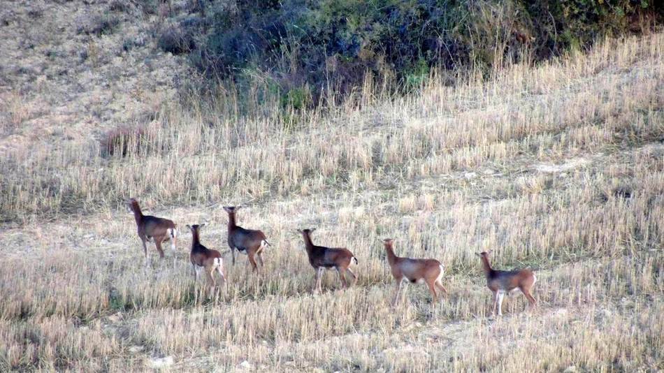 Abatidos 22 muflones en el Valle de la Valdorba ante su proliferación