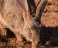 Proyecto para recuperar el conejo de monte en Extremadura