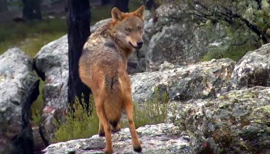 Los ataques de lobos aumentan un 23% en Castilla y León