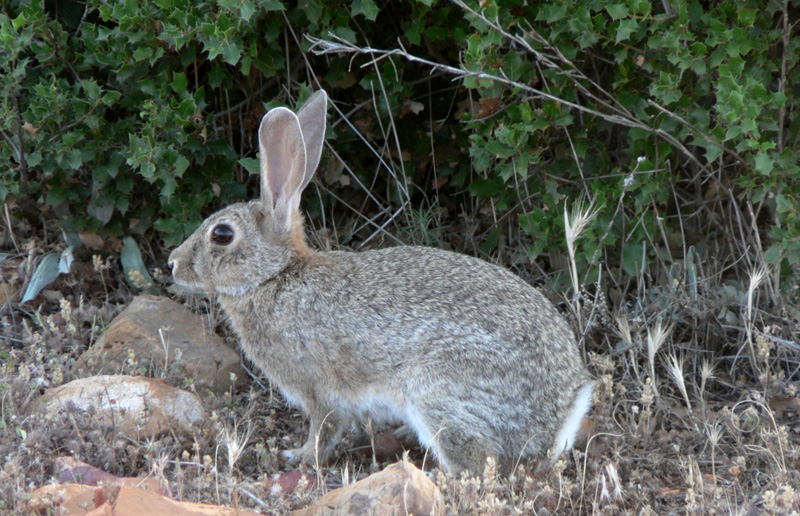Alertan de la "preocupante" situación de las poblaciones de conejo de monte