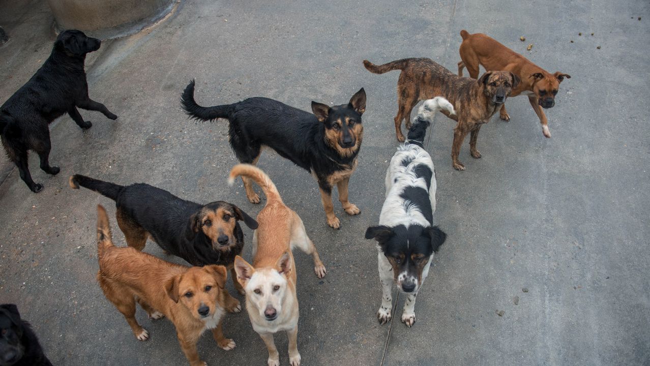 Los cazadores de Galicia cuestionan la norma que obliga a reformar las perreras con más de 15 canes