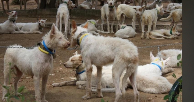 Los 25 perros intervenidos en “pésimas condiciones” en Hornachuelos no pertenecían a una rehala