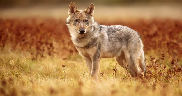 El Parlamento Europeo exige un procedimiento para revisar el estatus de protección del lobo