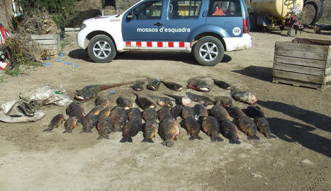 Dos detenidos por pesca furtiva de 1.000 kilos de carpas en el Segre (Lleida)