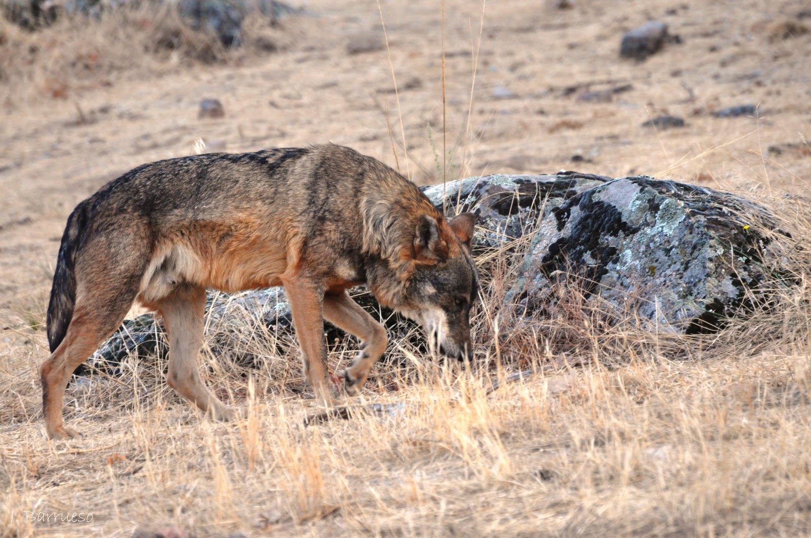 UPA y COAG avisan de la posible "superpoblación" de lobos en Ávila