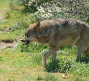 Los lobos matan a una novilla e hieren a otras tres más en Lalín