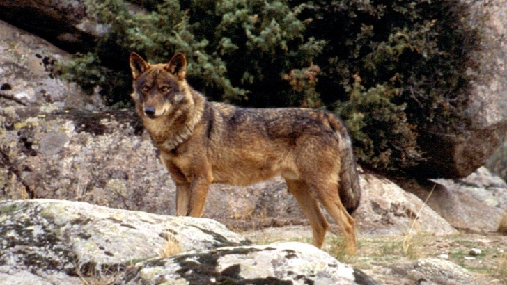 El TSJCyL anula el plan de caza del lobo al norte del Duero 2015-2016