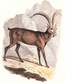 El bucardo, una cabra extinguida por el hombre