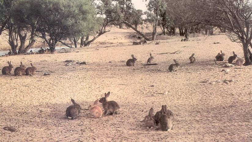 Australia lanza un virus letal para exterminar a los conejos del país