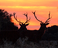 Aprobado el calendario de periodos y días hábiles de caza para la nueva temporada