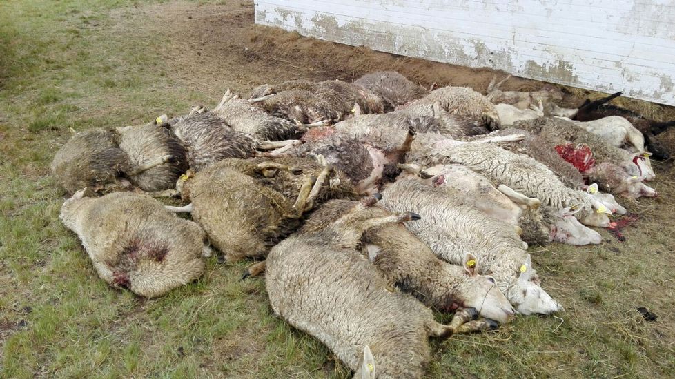 Medio centenar de ganaderos se encierra en Amieva por los daños del lobo