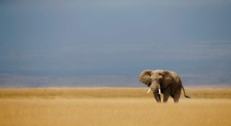Botsuana planea levantar la prohibición de la caza mayor de elefantes