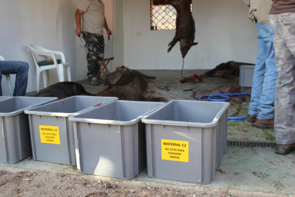 Consideraciones de la UNAC al destino de las piezas de caza mayor en las cacerías colectivas