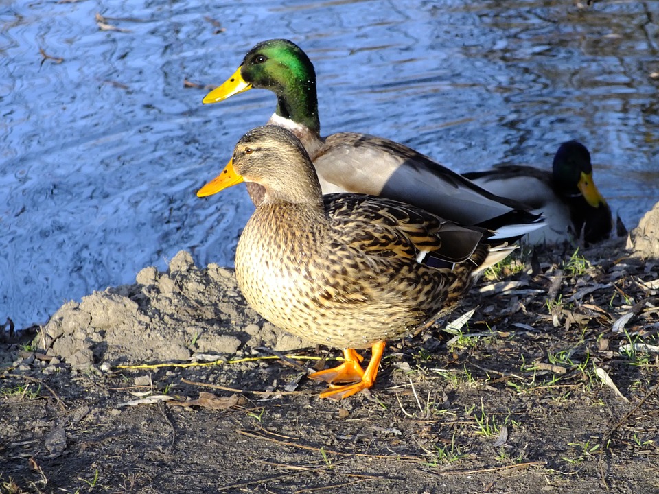 El brote de gripe aviar en Europa provoca la prohibición de caza de aves acuáticas con cebos vivos