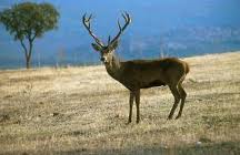 La caza genera 250 millones en Castilla-La Mancha