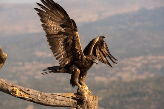 El águila real ibérica, depredadora de crías de corzo: el trágico equilibrio de la naturaleza