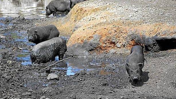 Los ‘cerdolís’ son un peligro para la calidad genética de los jabalíes locales